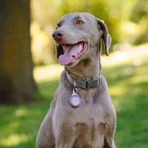 Nite Ize WearAbout: The Chic Tracker Holder for Your Pet’s Escapades